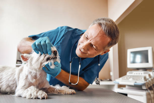 Best Emergency Dental Care for Broken or Chipped Teeth in Bonneauville, PA